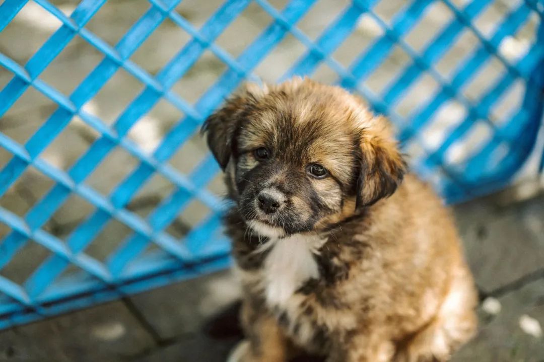 流浪狗的游戏：第二季第三集