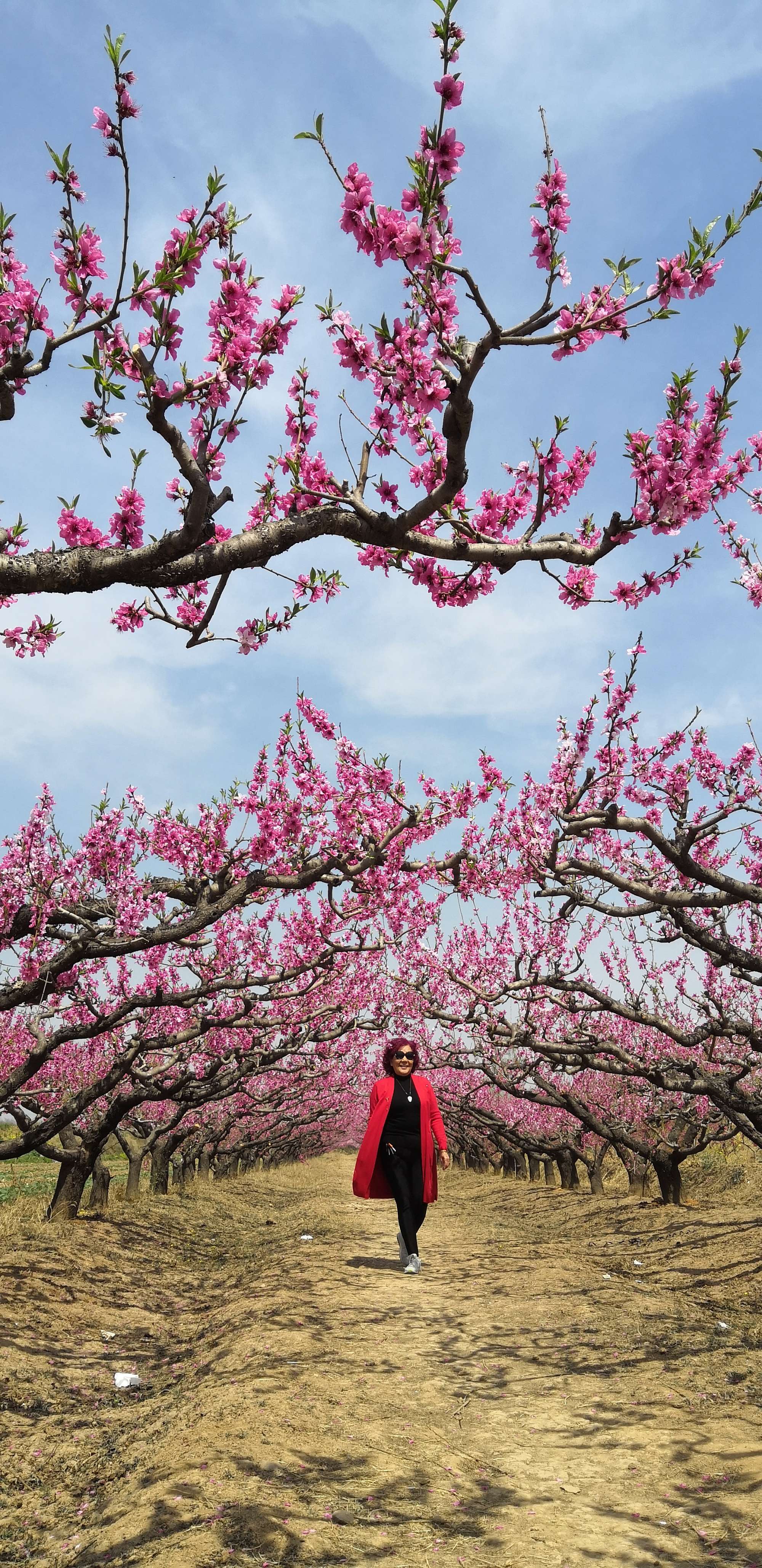桃园结义游戏_桃园结义游戏怎么过_桃园结义游戏怎么过抖音