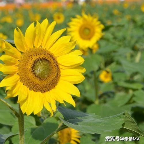 qqxiao