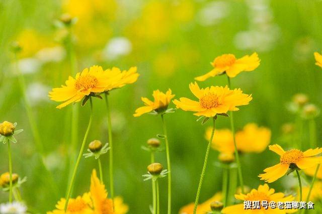qqxiao