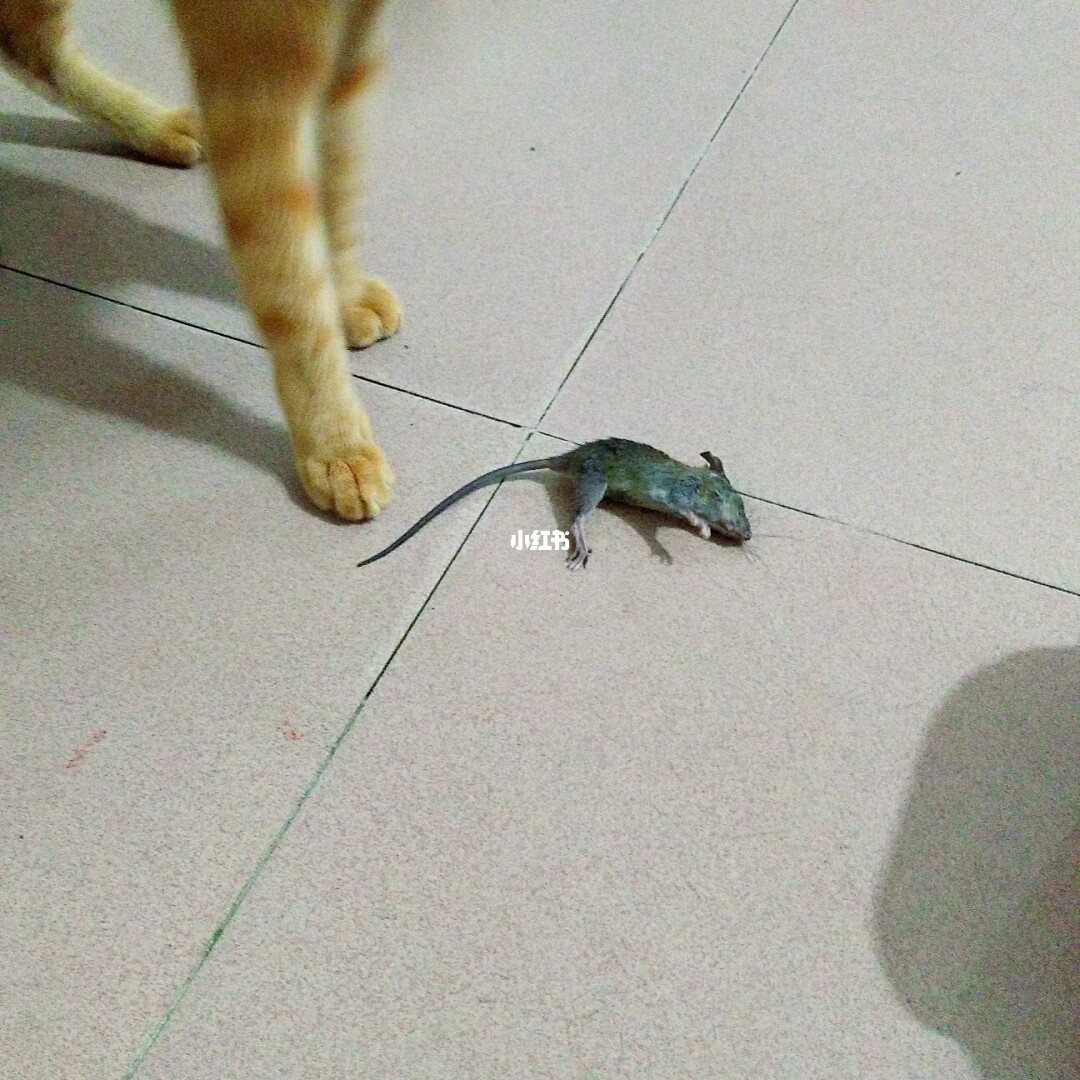捉老鼠猫游戏怎么玩_捉老鼠猫游戏视频_猫捉老鼠 游戏