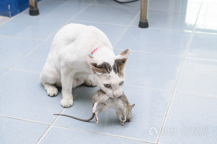 捉老鼠猫游戏视频_猫捉老鼠 游戏_捉老鼠猫游戏怎么玩