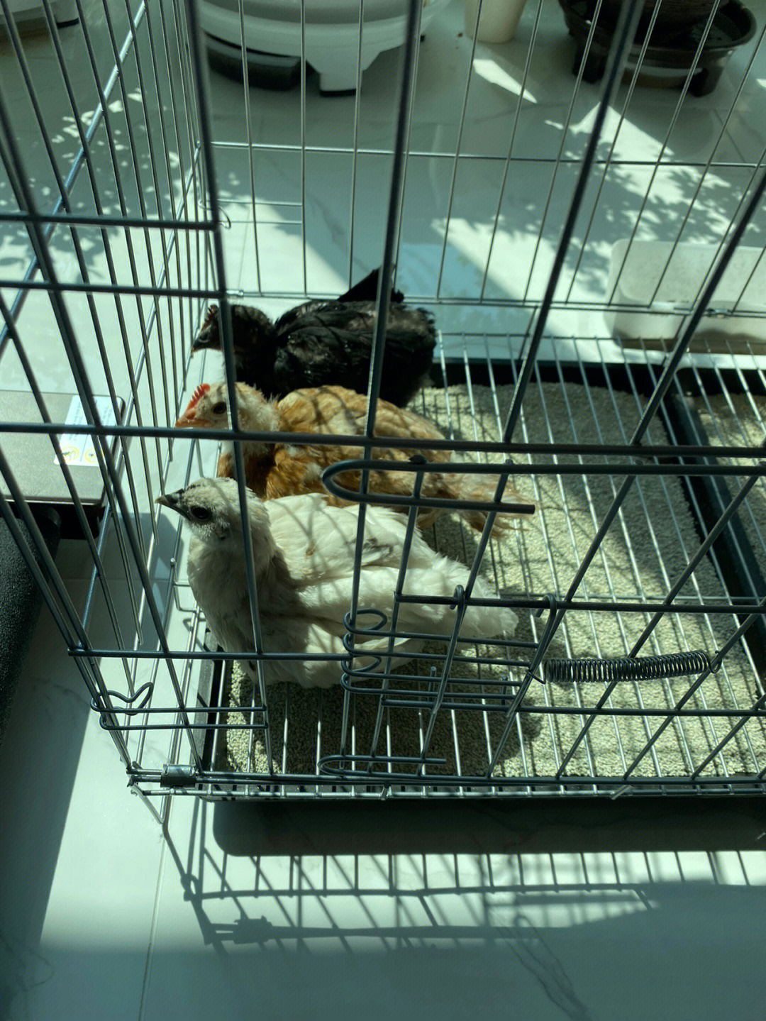 宠物鸡价格_宠物鸡出售_宠物鸡哪里有卖