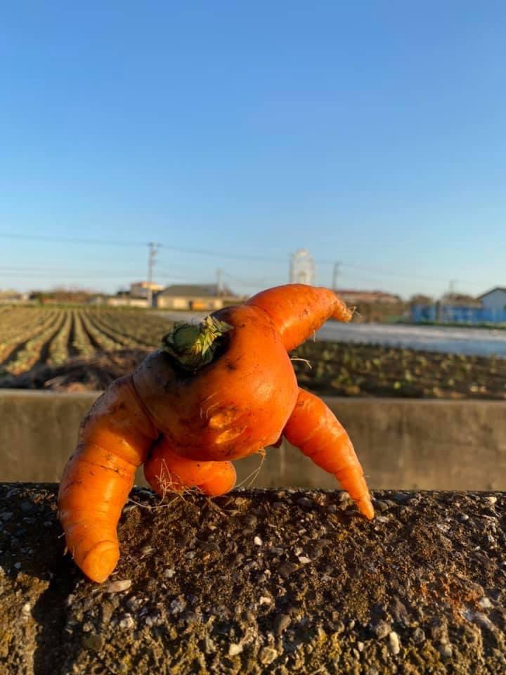 开心农场偷菜种菜_开心农场偷菜种菜游戏_熊大熊二农场偷菜游戏