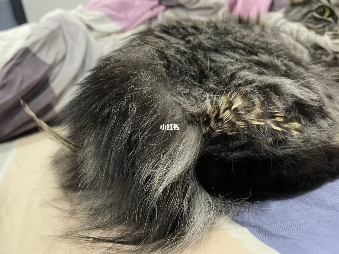 猫咪打针游戏小视频_猫咪打针视频大全_给小猫咪打针游戏