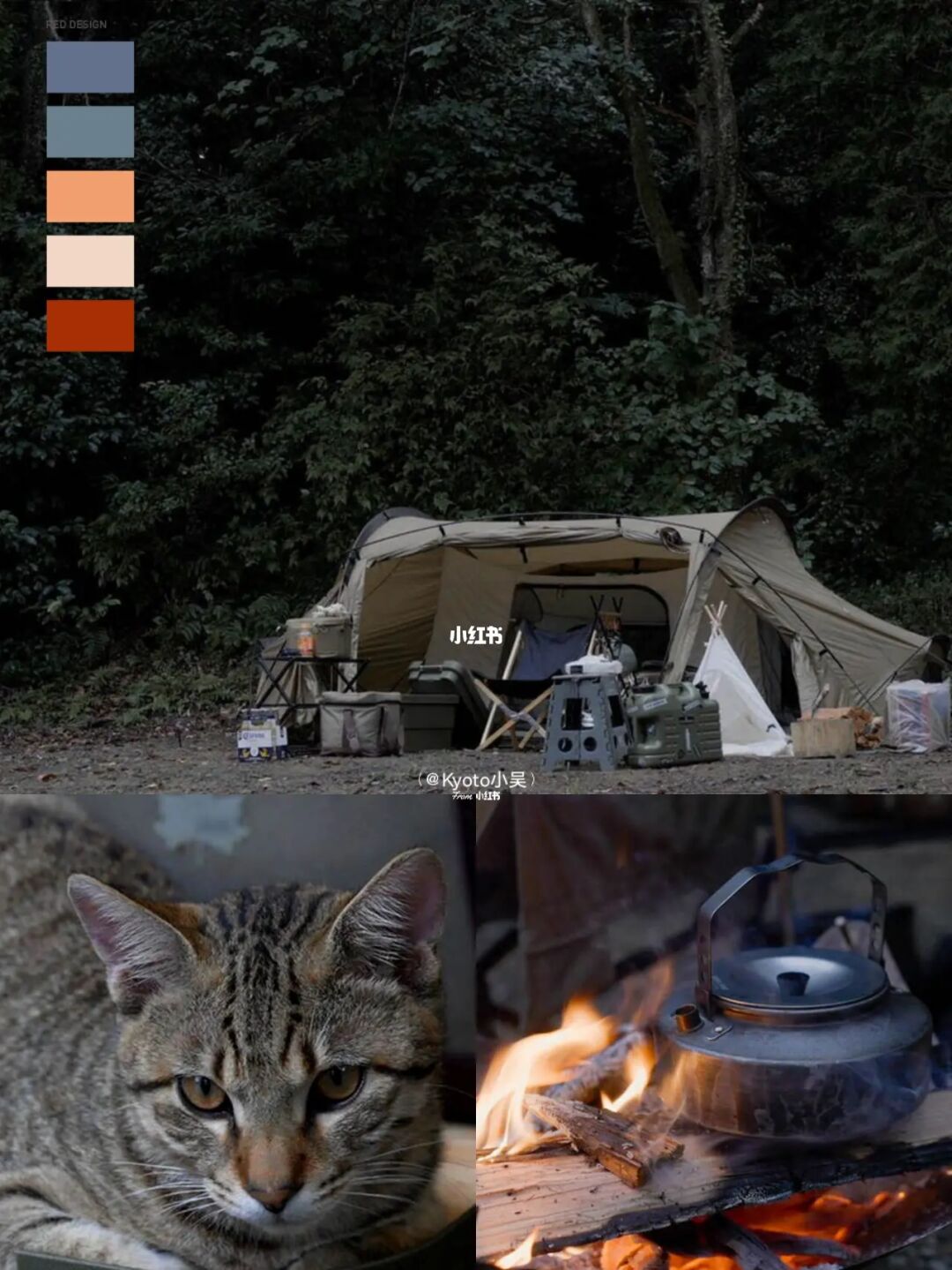 爱拍大山猫个人空间_大山猫现在怎么样了_大山猫照片