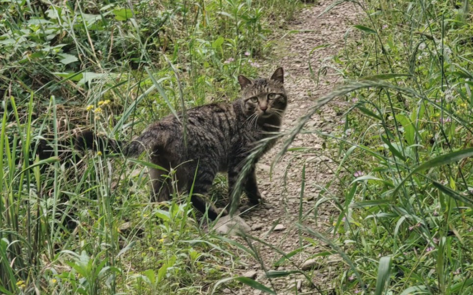 大山猫照片_大山猫现在怎么样了_爱拍大山猫个人空间
