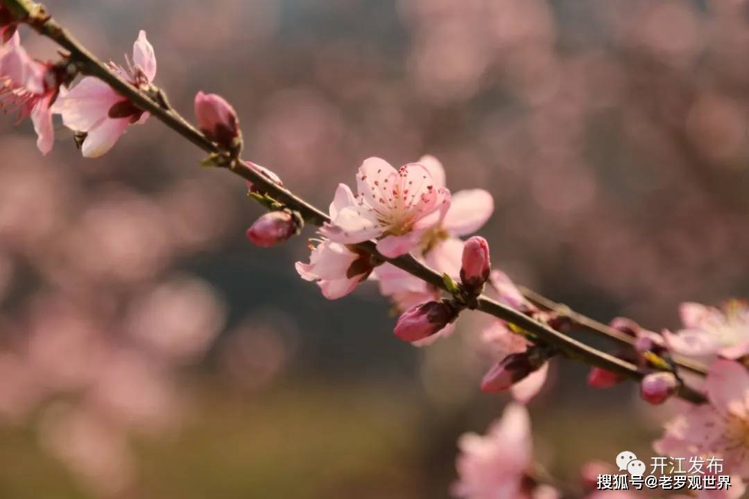 桃花奇缘游戏_桃花奇缘什么意思_桃花奇缘mp4