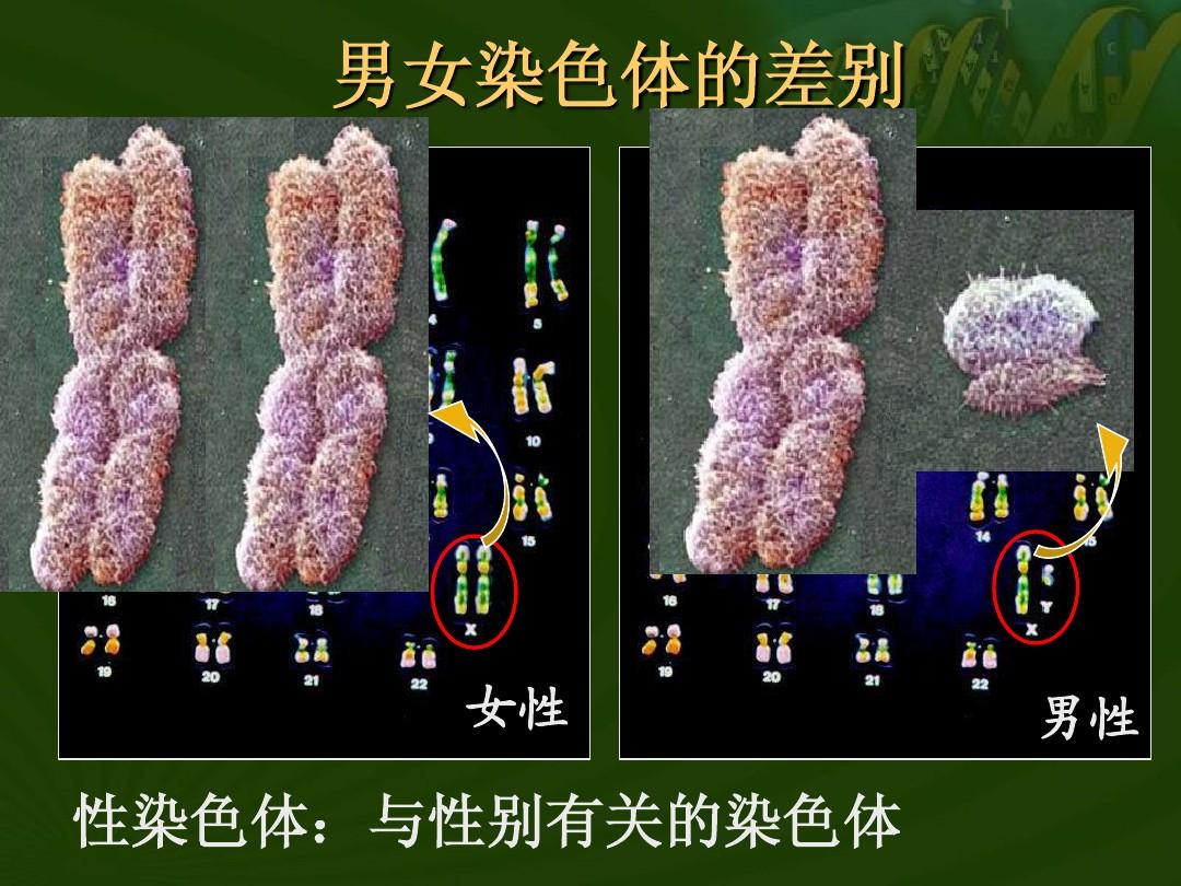 性六项激素检查可查出哪些_性激素 游戏 性别_周围性面瘫的激素用法