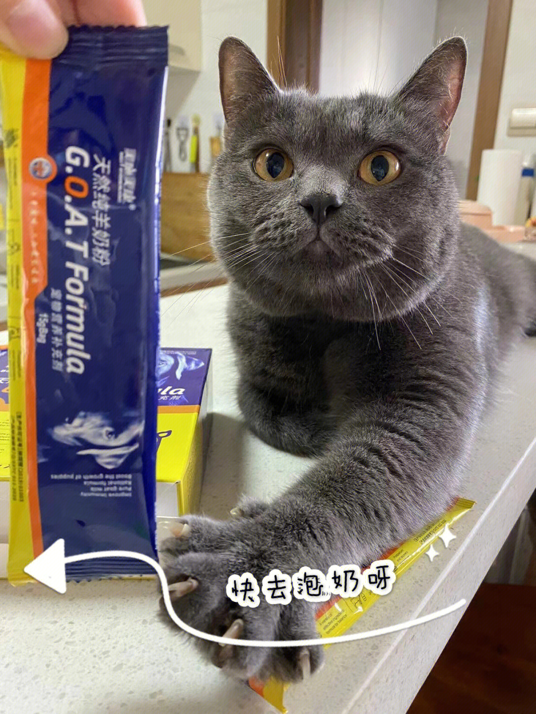 小猫钓鱼换牛奶的游戏_小猫钓鱼游戏完整版中文_小猫钓鱼游戏攻略