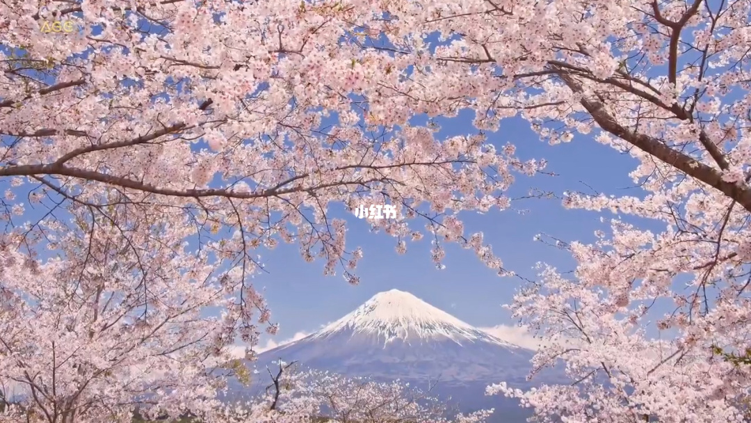 樱花直播观看版_樱花观看直播版下载_樱花观看直播版下载安装
