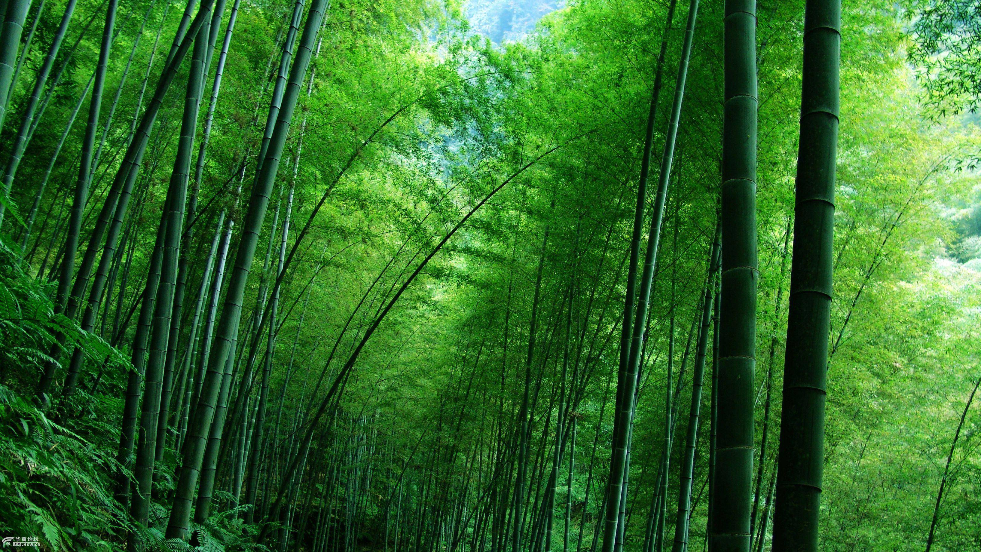 竹井读什么_竹井之旅游戏_井竹实业有限公司