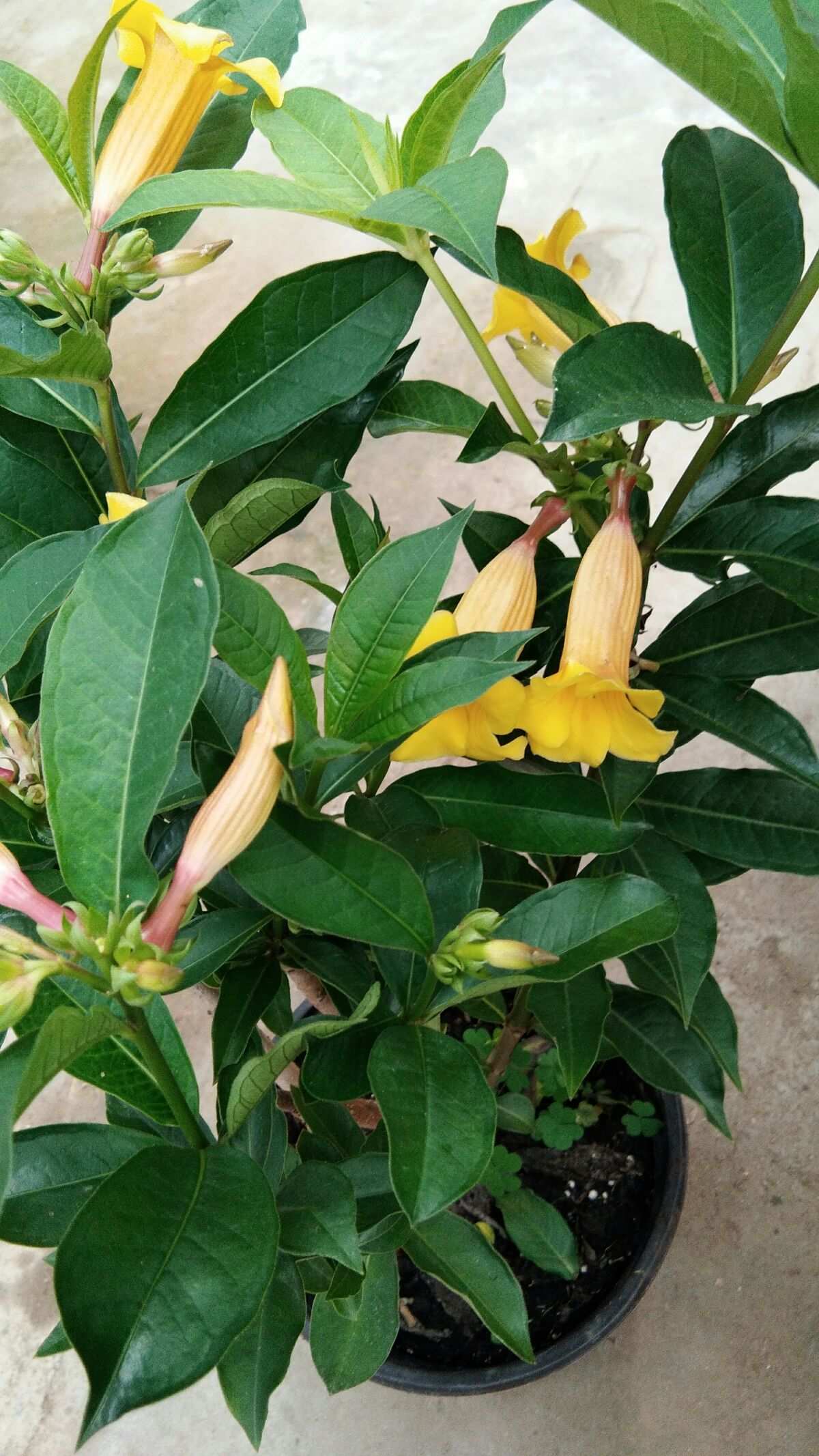 格林花园学区_格林花园房价多少一平_格林花园