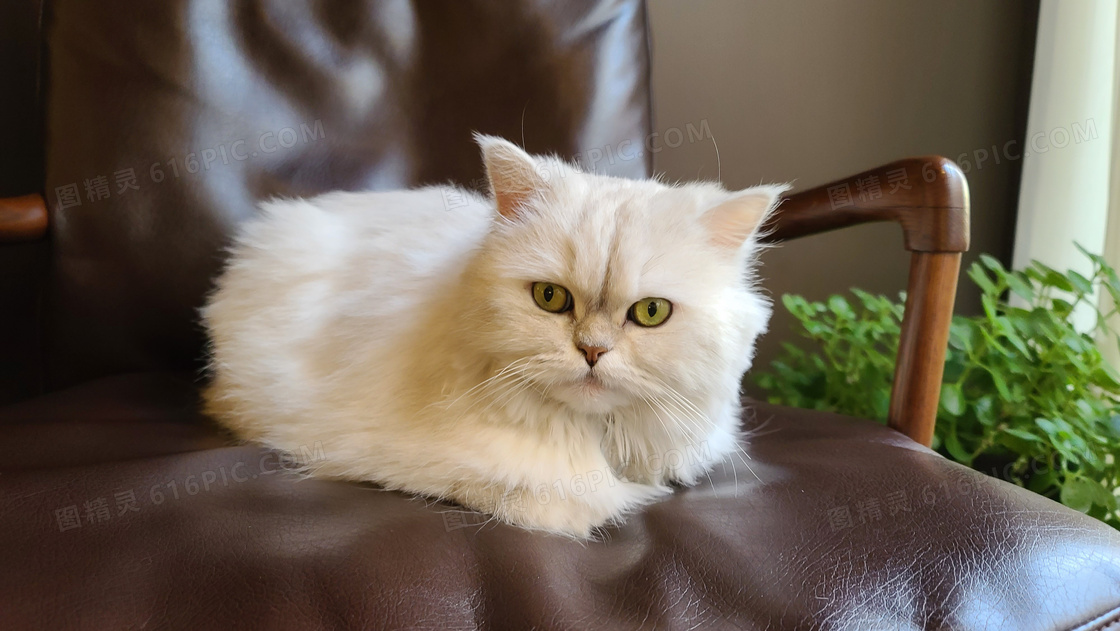 最新猫咪www免费人成