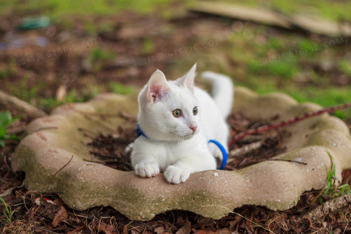 最新猫咪www免费人成