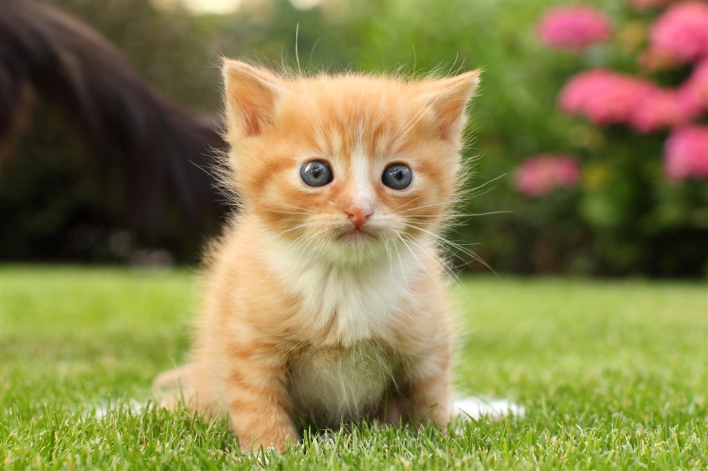 最新猫咪www免费人成
