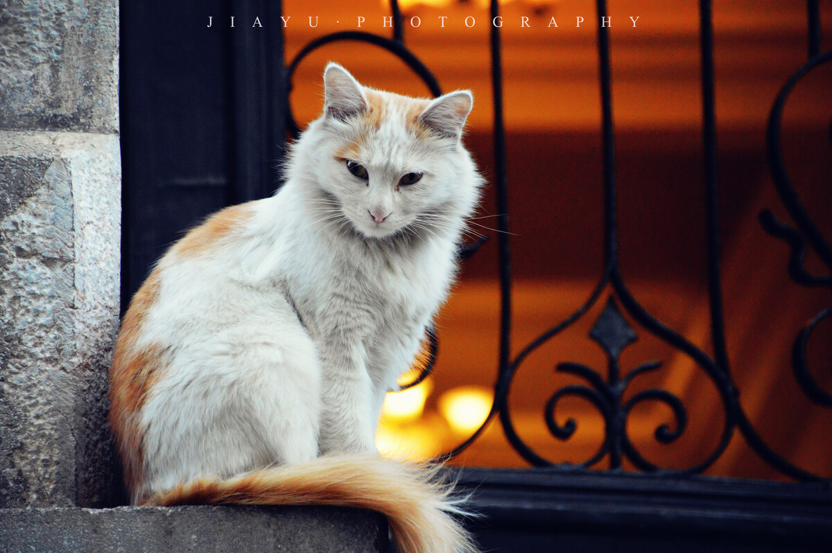 小猫跑酷_小猫跑酷楼下声音大吗_小猫跑酷后张嘴呼吸