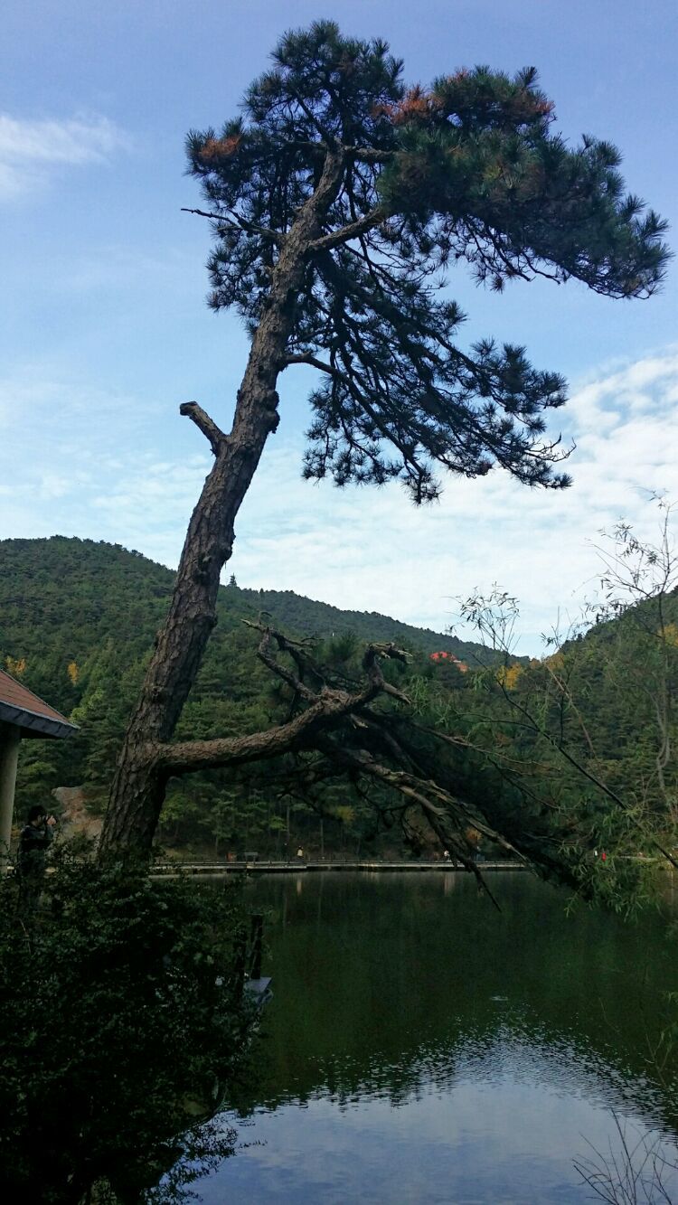 悠久之翼主题曲_悠久之翼第一季_悠久之树