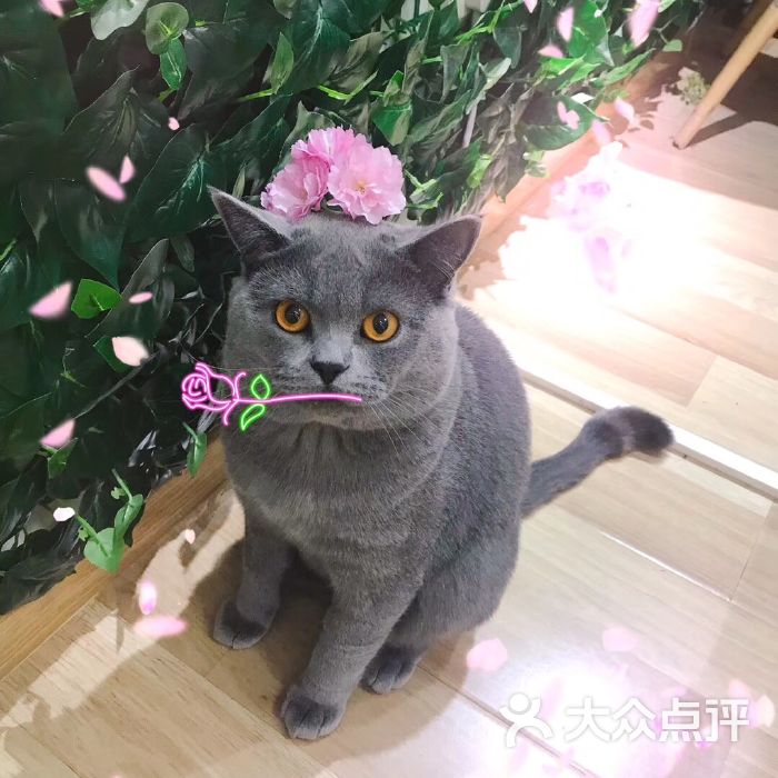 菲尔谢值得培养吗_菲尔谢鸟_谢菲尔