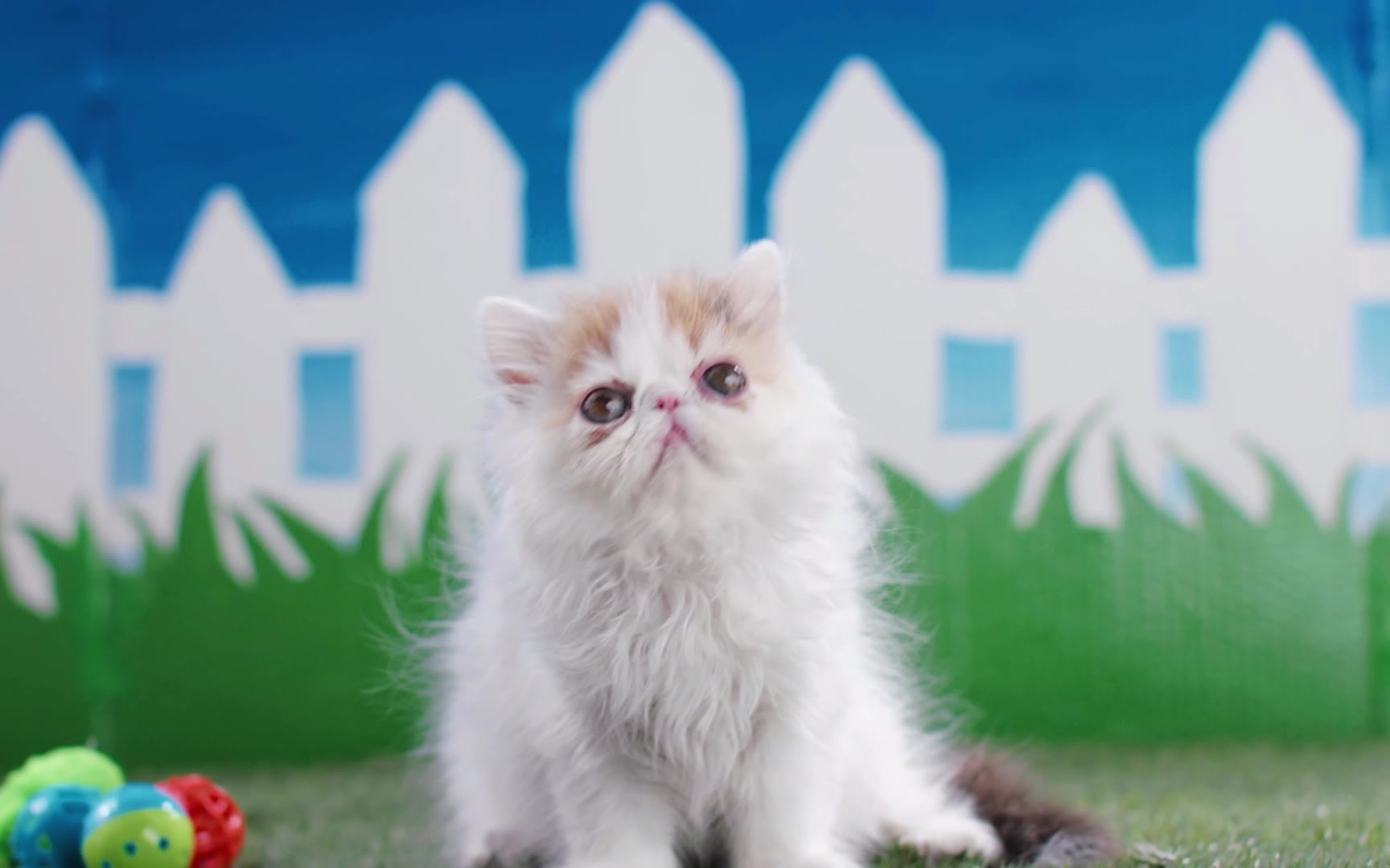 谢菲尔_菲尔谢鸟_菲尔谢值得培养吗