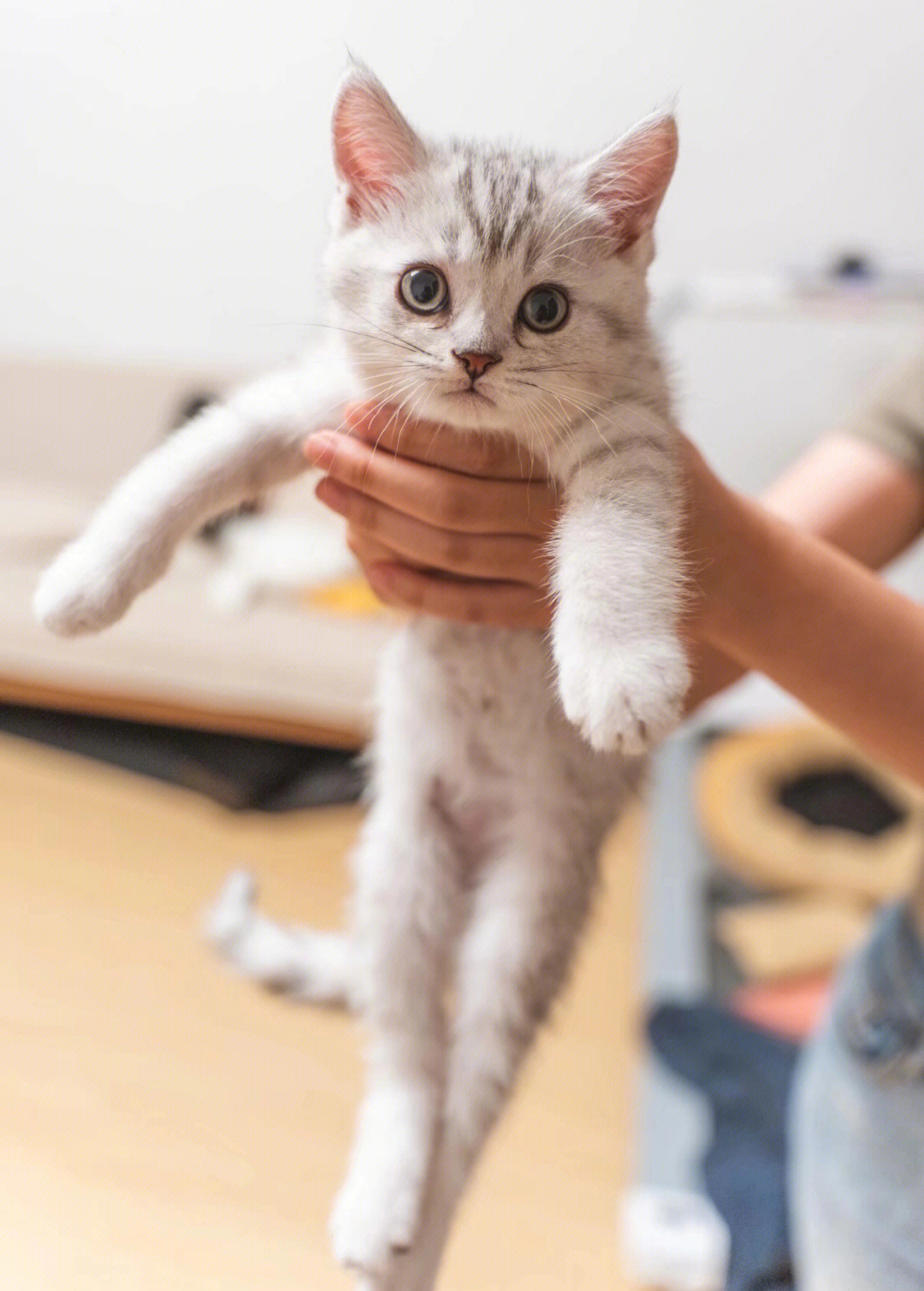 菲尔谢鸟_谢菲尔_菲尔谢值得培养吗