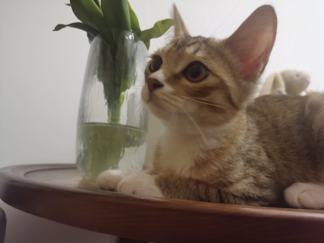 菲尔谢值得培养吗_谢菲尔_菲尔谢鸟