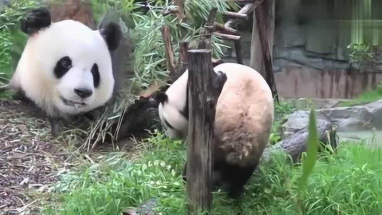 熊猫视频免费安装_视频熊猫免费安装app_熊猫视频安装下载