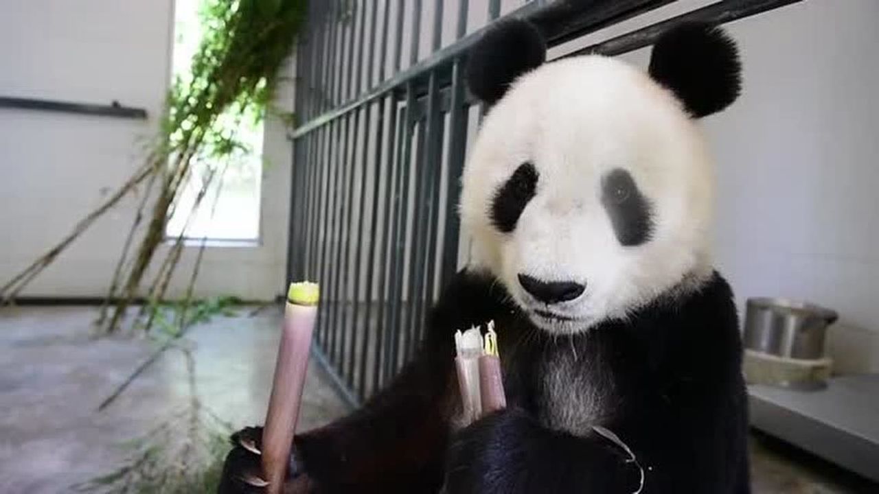 熊猫视频免费安装_熊猫视频安装下载_视频熊猫免费安装app