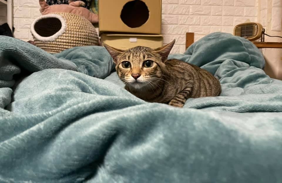 猫咪成人看片app软件下载_看福利图片的app软件_看国外成人电视台的app