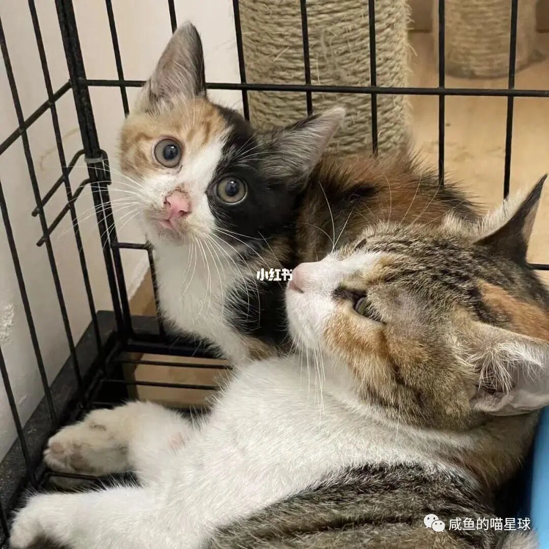 看福利图片的app软件_猫咪成人看片app软件下载_看国外成人电视台的app