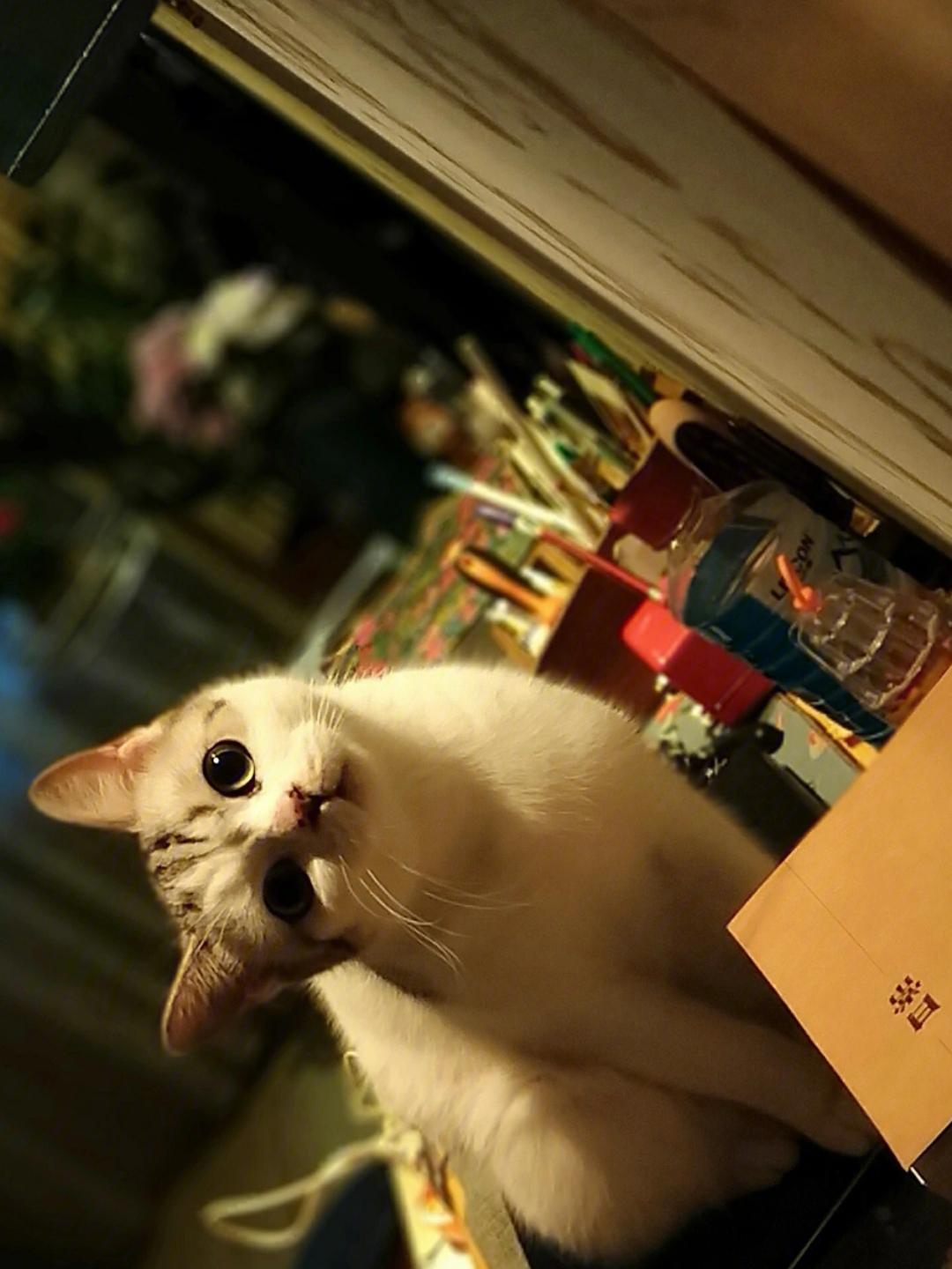猫咪物语：令人着迷的魅力生物
