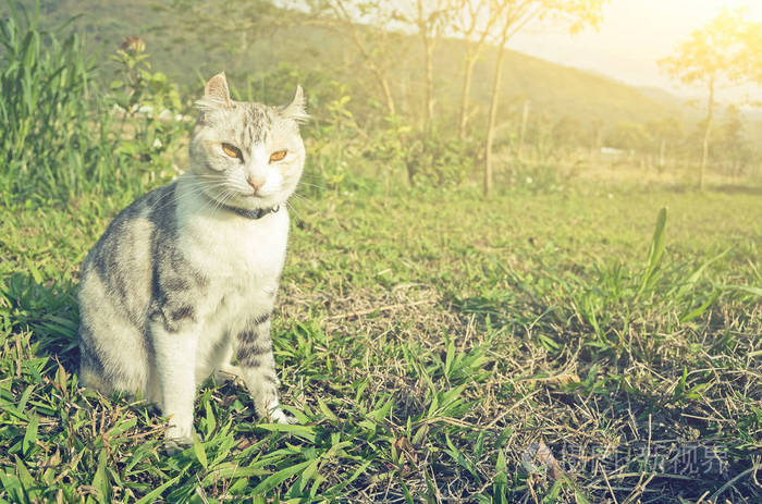 猫九：征服无数人心，自由生活方式