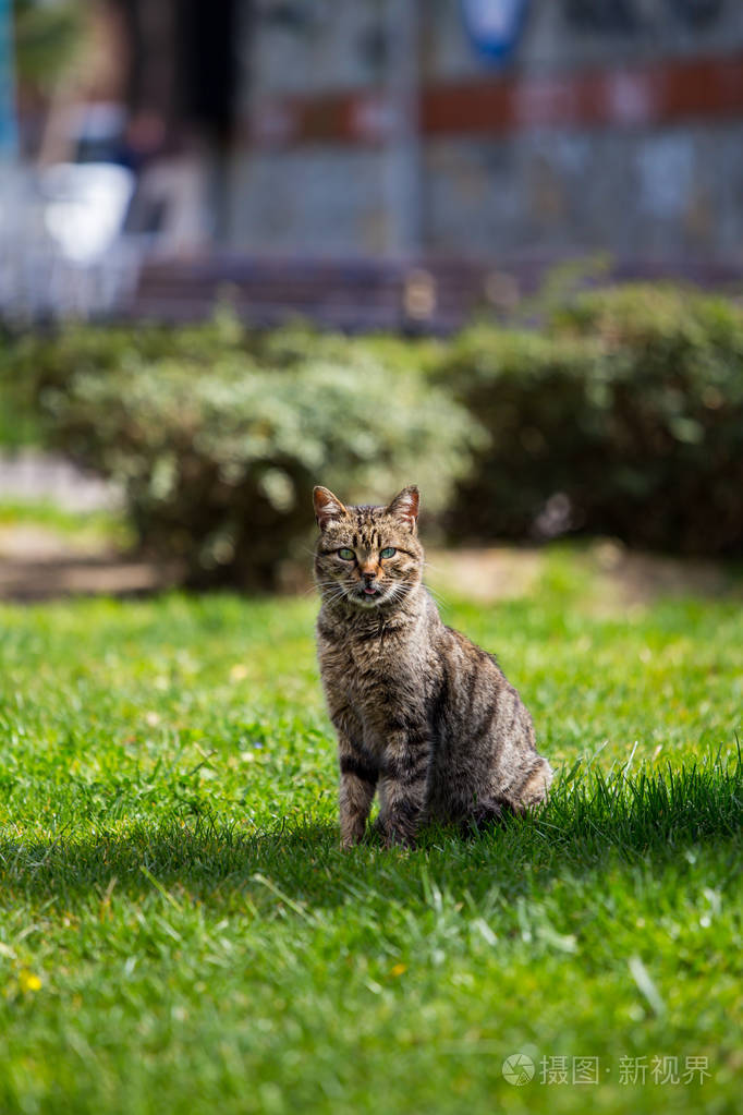 猫屎咖啡的猫是什么猫_猫九_猫的品种