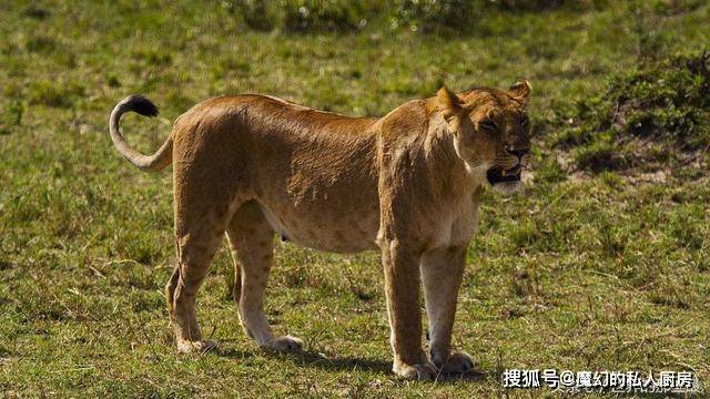 狮子和狗打架_狗老虎狮子_狮子狗连招