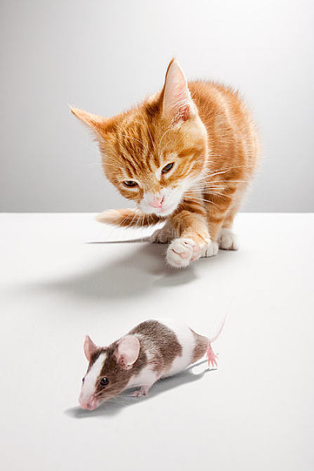 老鼠老猫_猫和老鼠共研服_老鼠猫游戏