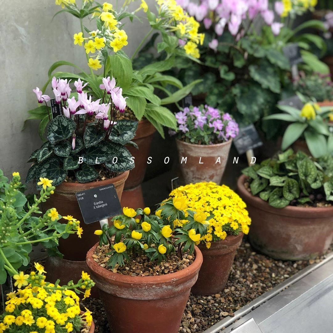 迷你秀花手机包图片_花迷你秀_迷你秀花美