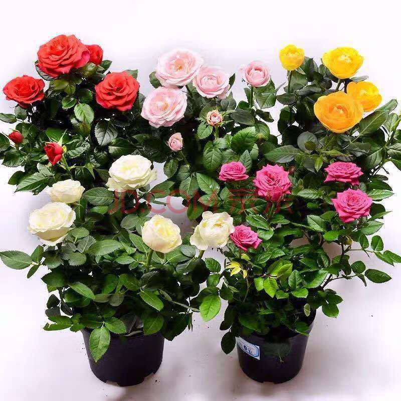 迷你秀花手机包图片_花迷你秀_迷你秀花美