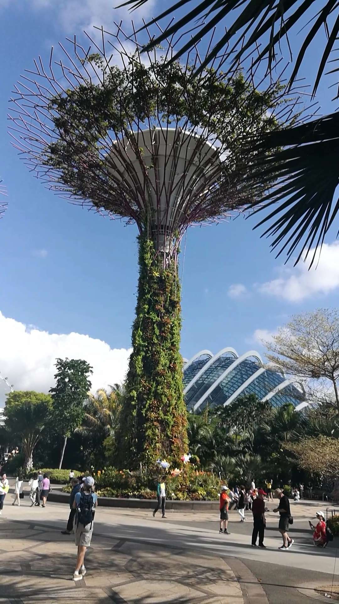 擎天树_擎天树_擎天树