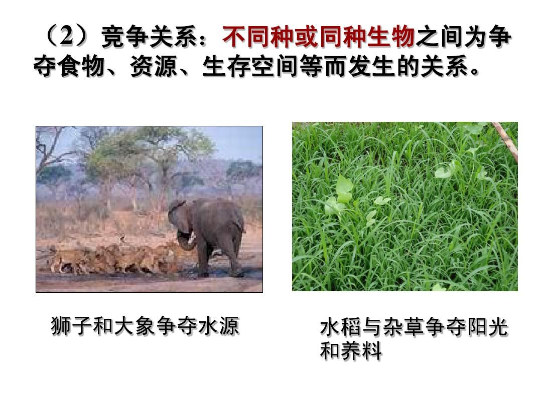 辐射2秘籍_辐射玩法_辐射密码