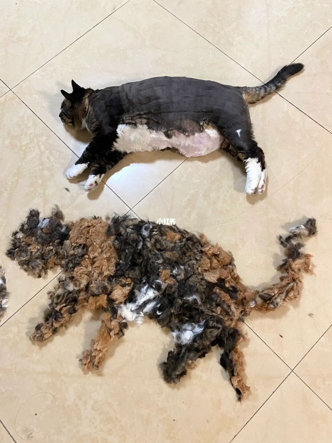 爆炸猫卡牌介绍_爆炸猫灾祸菜谱_爆炸猫