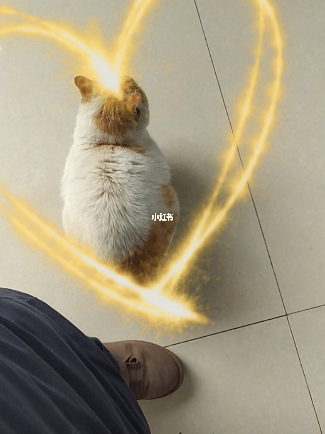 爆炸猫_爆炸猫卡牌介绍_爆炸猫灾祸菜谱