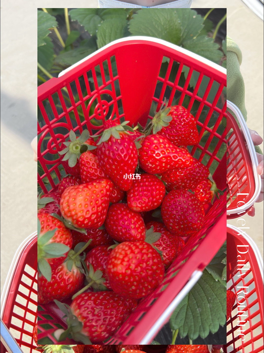 草莓视频app黄色_草莓视频app黄色_草莓视频app黄色