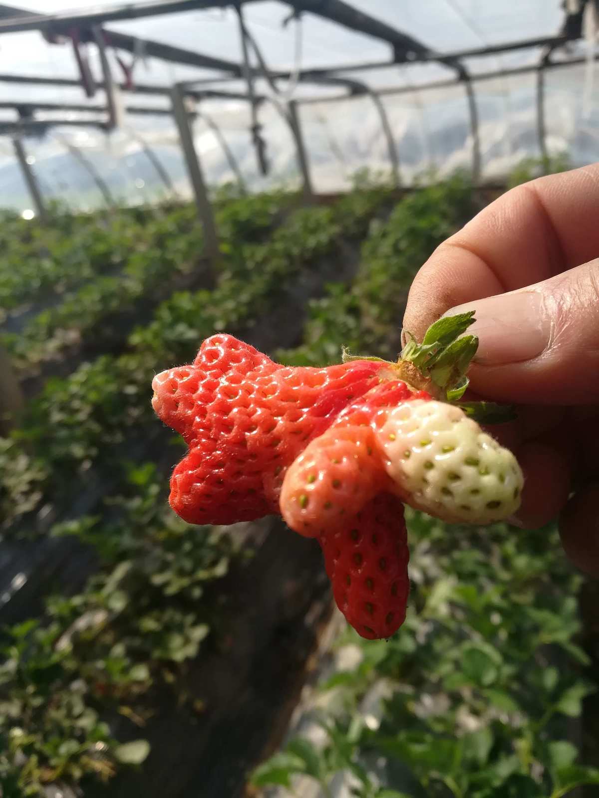 草莓视频app黄色_草莓视频app黄色_草莓视频app黄色