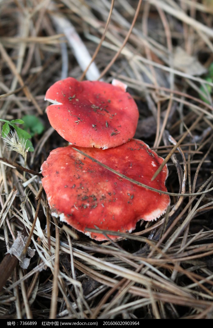 蘑菇红色的水_红色蘑菇_蘑菇红色的