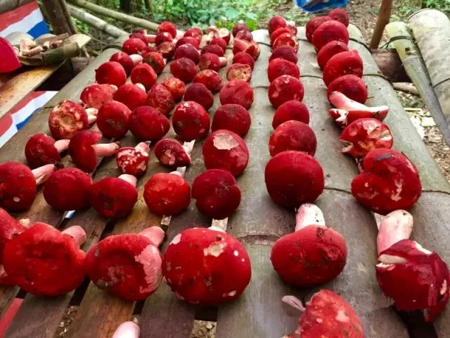 红色蘑菇_蘑菇红色的水_蘑菇红色的