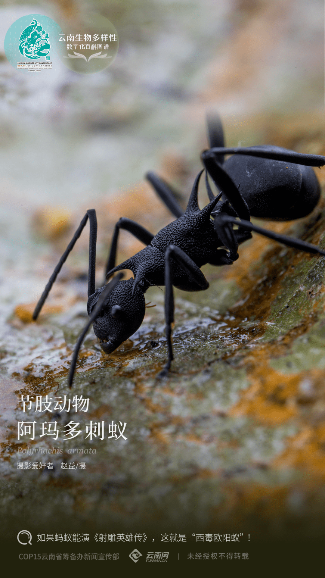 蚂蚁的正确读音_读音蚂蚁正确读法_蚂蚁读音拼音