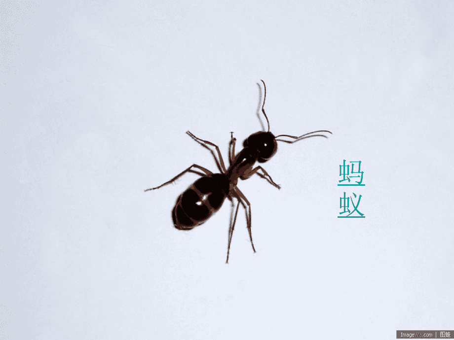 读音蚂蚁正确读法_蚂蚁的正确读音_蚂蚁读音拼音