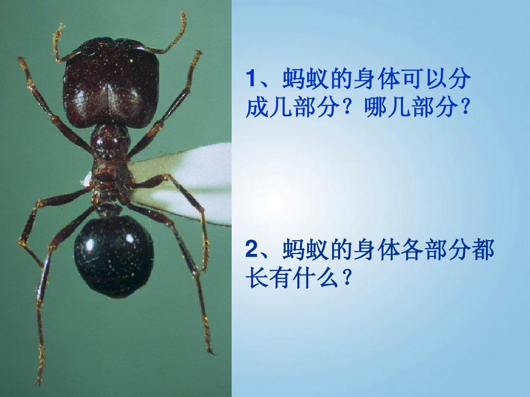 蚂蚁读音拼音_读音蚂蚁正确读法_蚂蚁的正确读音