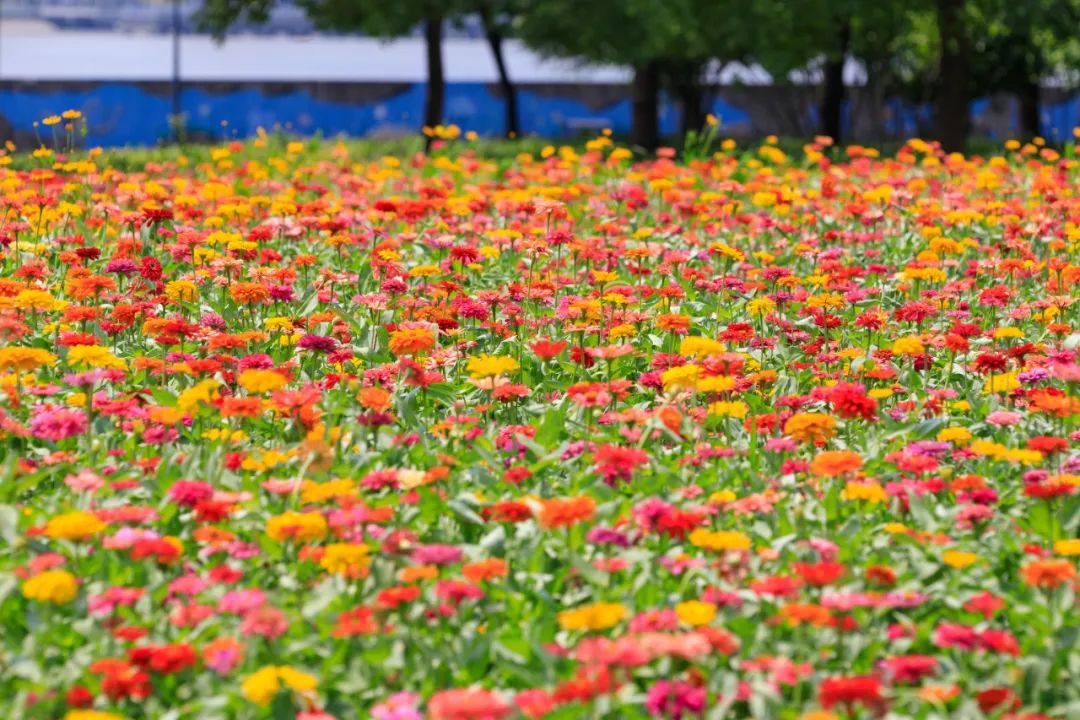 花花填色2_花花填色_花花填色正版下载