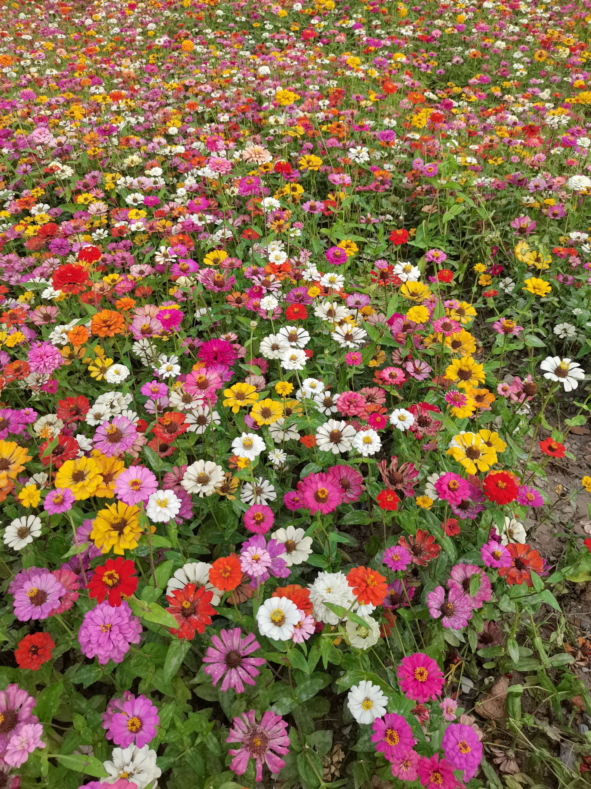 花花填色_花花填色正版下载_花花填色2